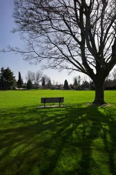 Bench in Shadow of Tree Stock Photos