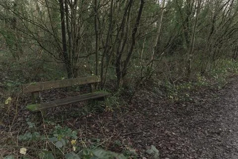 A bench is sitting in a forest Stock Photos