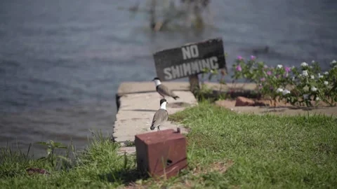 A bench is sitting in the grass Video stock 155358132