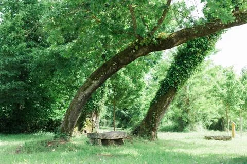 Bench in a stunning forest underneath some trees Stock Photos