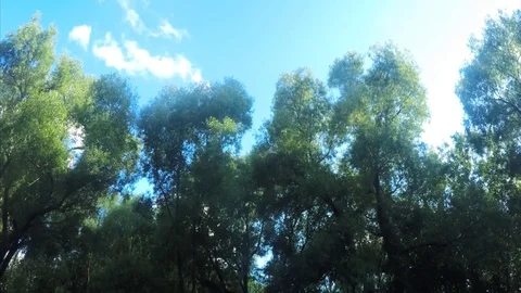 Bench at summer Park Timelapse 스톡 동영상 78020202