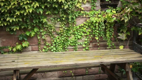 Bench with table by the old wall overgrown with ivy. Panoramic view of tranquil Stock Footage 118060255