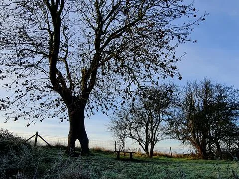 A bench under a beautiful oak tree on a frosty autumn morning. Photos
