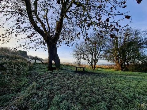 A bench under a beautiful oak tree on a frosty autumn morning. Photos
