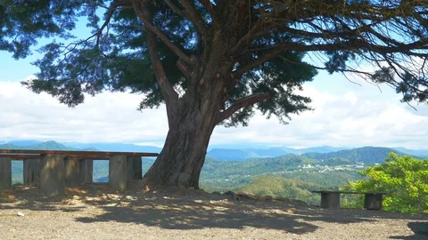 Bench under a huge pine tree against the backdrop of a green mountain valley Stock Footage 116126494