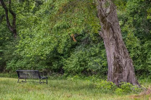 Bench under a large tree Foto stock