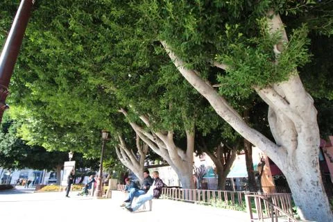 Bench under large trees Stock Photos