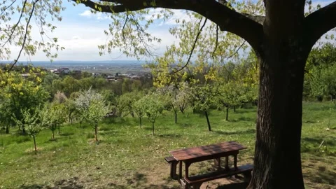 Bench Under Oak Tree Hill Orchard Stock Footage 221550352