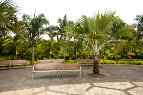 Bench under a palm tree in a Park Stock Photos