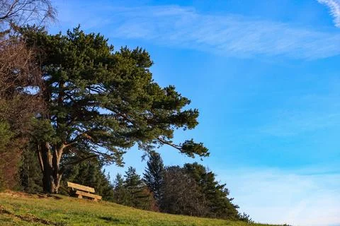 Bench under pine tree on hill  Tirol, Austria  December 3, 2009 Stock Photos