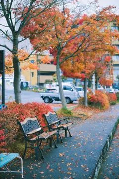 Bench under red leaves tree in autumn, vintage color Stock Photos
