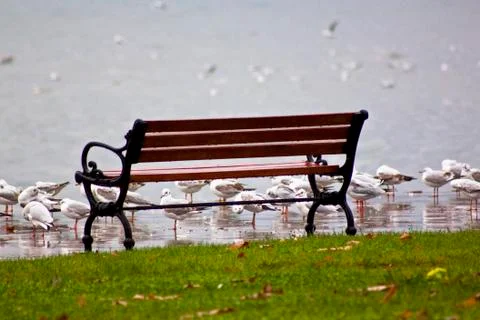 Bench under snow with seagulls Foto stock