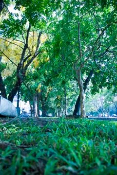 Bench under the tree in the Botanic Gardens in Chiangmai Thailand Stock Photos