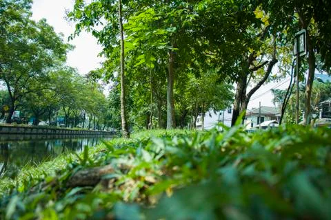 Bench under the tree in the Botanic Gardens in Chiangmai Thailand Foto stock