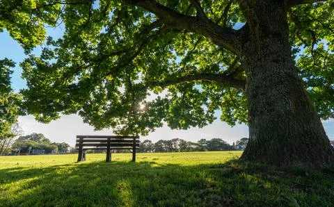 Bench under a tree in England Stockfoto's