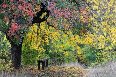 Bench under the tree in the fall Stock Photos