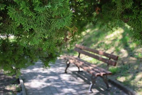 Bench under the tree in a park during daylight with sunlight filtering through Stock Photos