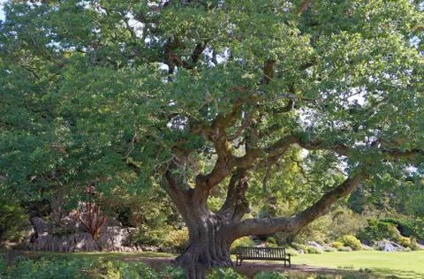 Bench under the tree in the park Stock Photos