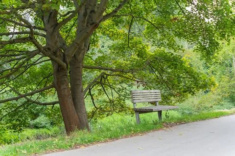 Bench under a tree on the path. Stock Photos