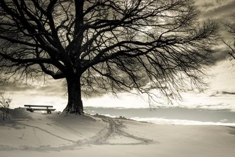 Bench under a tree Foto stock