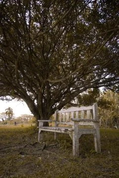 Bench under the Tree Stock Photos