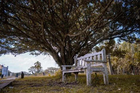 Bench under the Tree Stock Photos