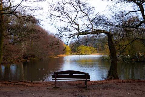 Bench under tree at the pond, ducks swimming Stock Photos
