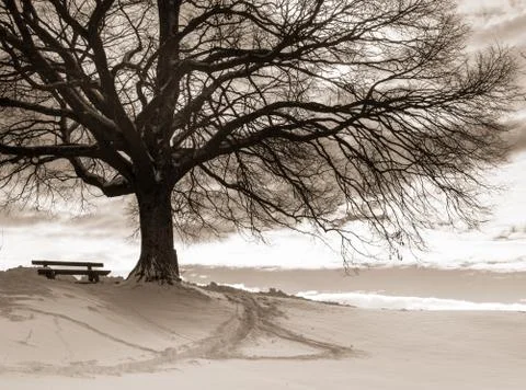 Bench under a tree with snow Foto stock