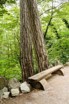 Bench under the trees. Stock Photos