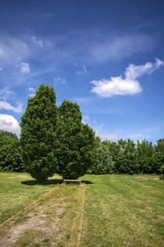 Bench under two trees in a park Stock Photos