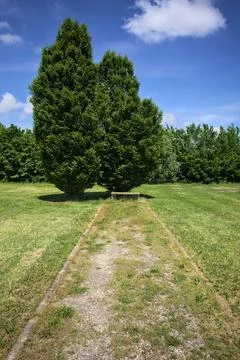 Bench under two trees in a park Stock Photos