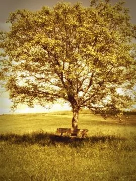 Bench under a walnut tree, a wonderful resting place Foto stock