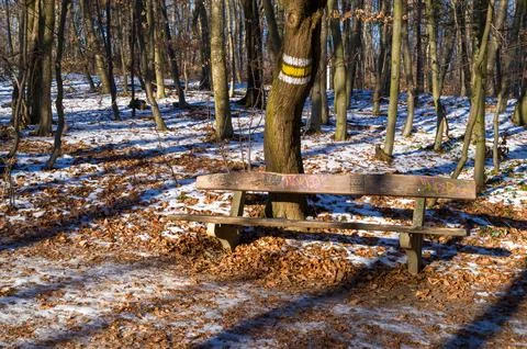 Bench Under a Winter Tree Stock Photos