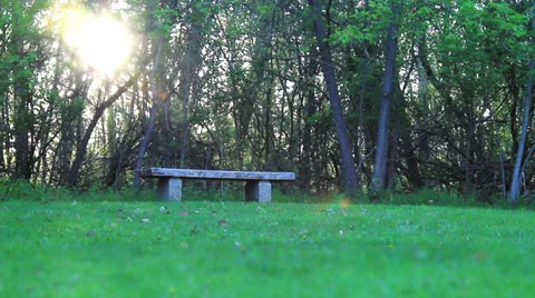 Bench in the Woods Stock Footage 36634227