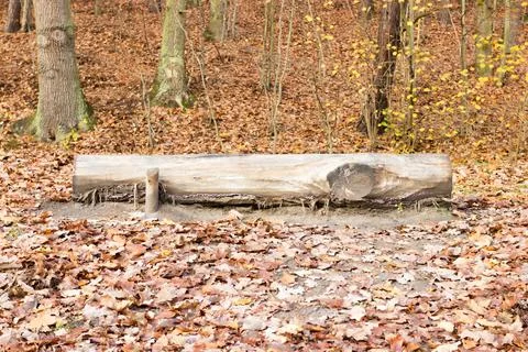 Bench in a woods forest during fall autumn. Foto stock