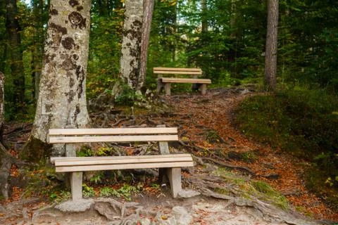 Bench in the woods Foto stock