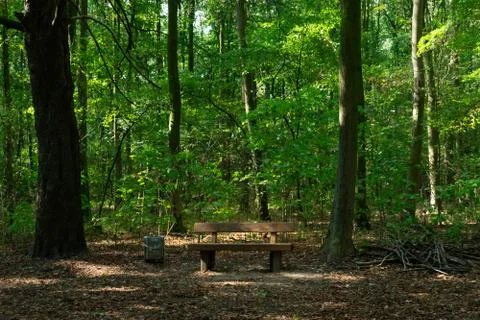 Bench in the woods Foto stock