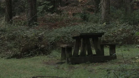 Bench in the Woods Tracking Video stock 44259688
