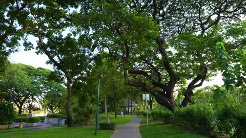 Benchakitti green city swamp park with modern office building recreation nature Stock Footage 256942753