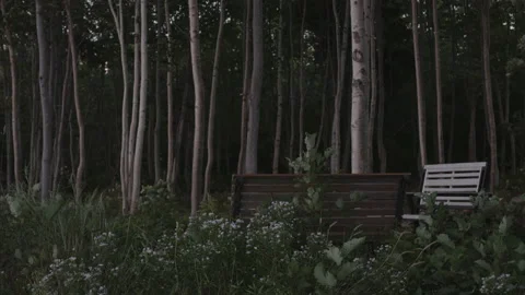 Benches around firepit in the forest by a lake Stock Footage 231003736