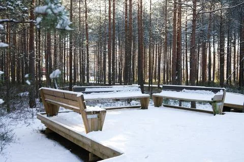 Benches in the forest Stock Photos