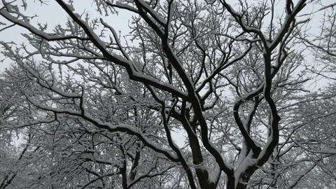 Benches trees ground in snow after a snowfall Video stock 225525390