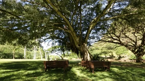 Benches Under The Trees Stock Footage 104784662