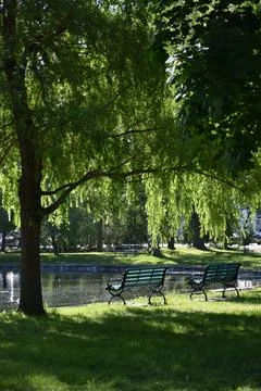 Benches under trees in a park Stock Photos