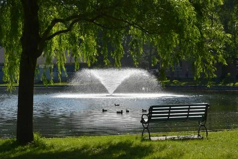 Benches under trees in a park Stock Photos