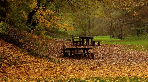 Benches in the wood. Stock Footage 38284063