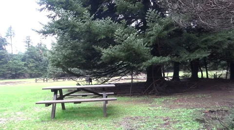 Benches in the Woods Stock Footage 47997510