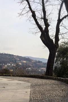 Bend in a paved path of a park bordered by bare trees and a hedge on a clou.. Stock Photos