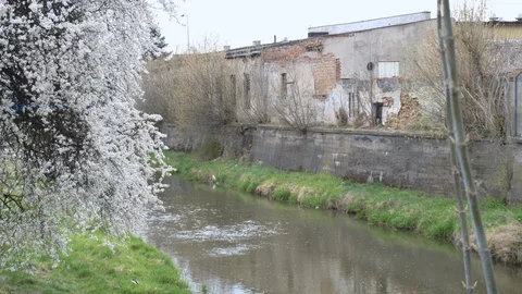 Bend of the river with a blossoming tree overcast day Stock Footage 106154449