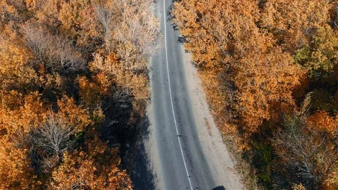 The bend in the road in the woods Stock Footage 100981317